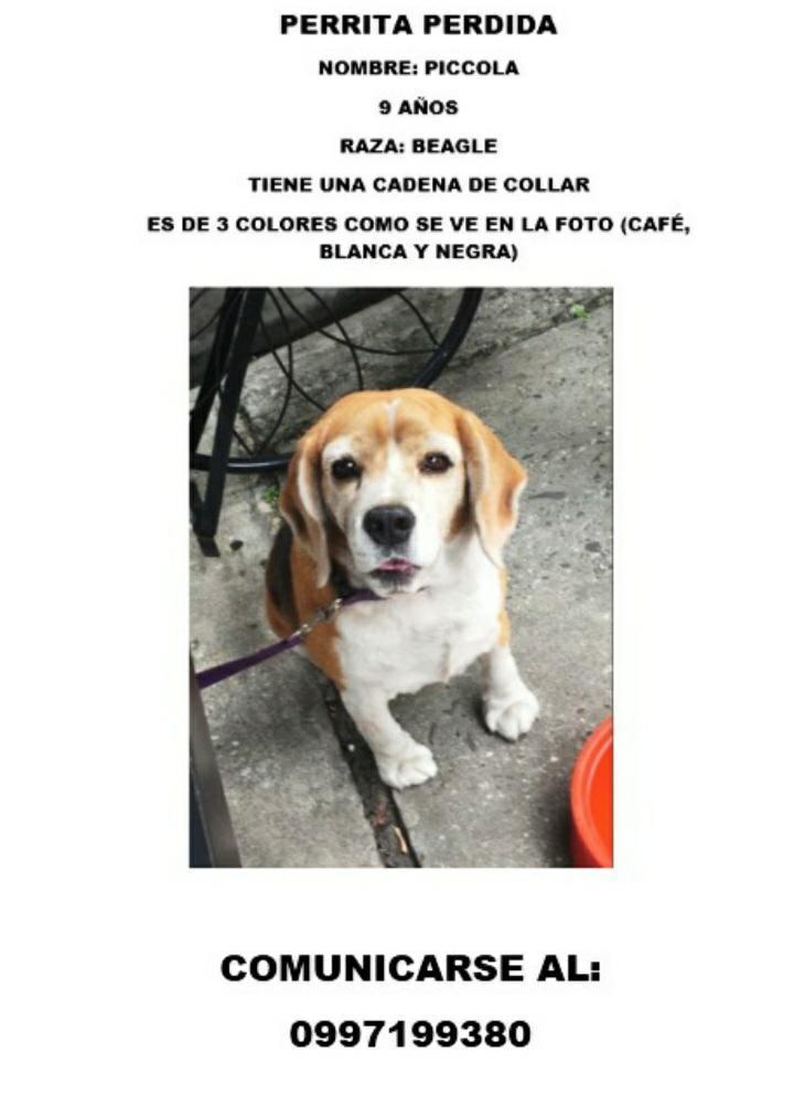Se busca a Piccola
Se extravió hoy viernes al norte de Guayaquil, lleva un a cadena de collar, tiene 9 años, tiene 3 colores café, negro y blanco.
Información al número 0997199380
@clubdelosrescatados
