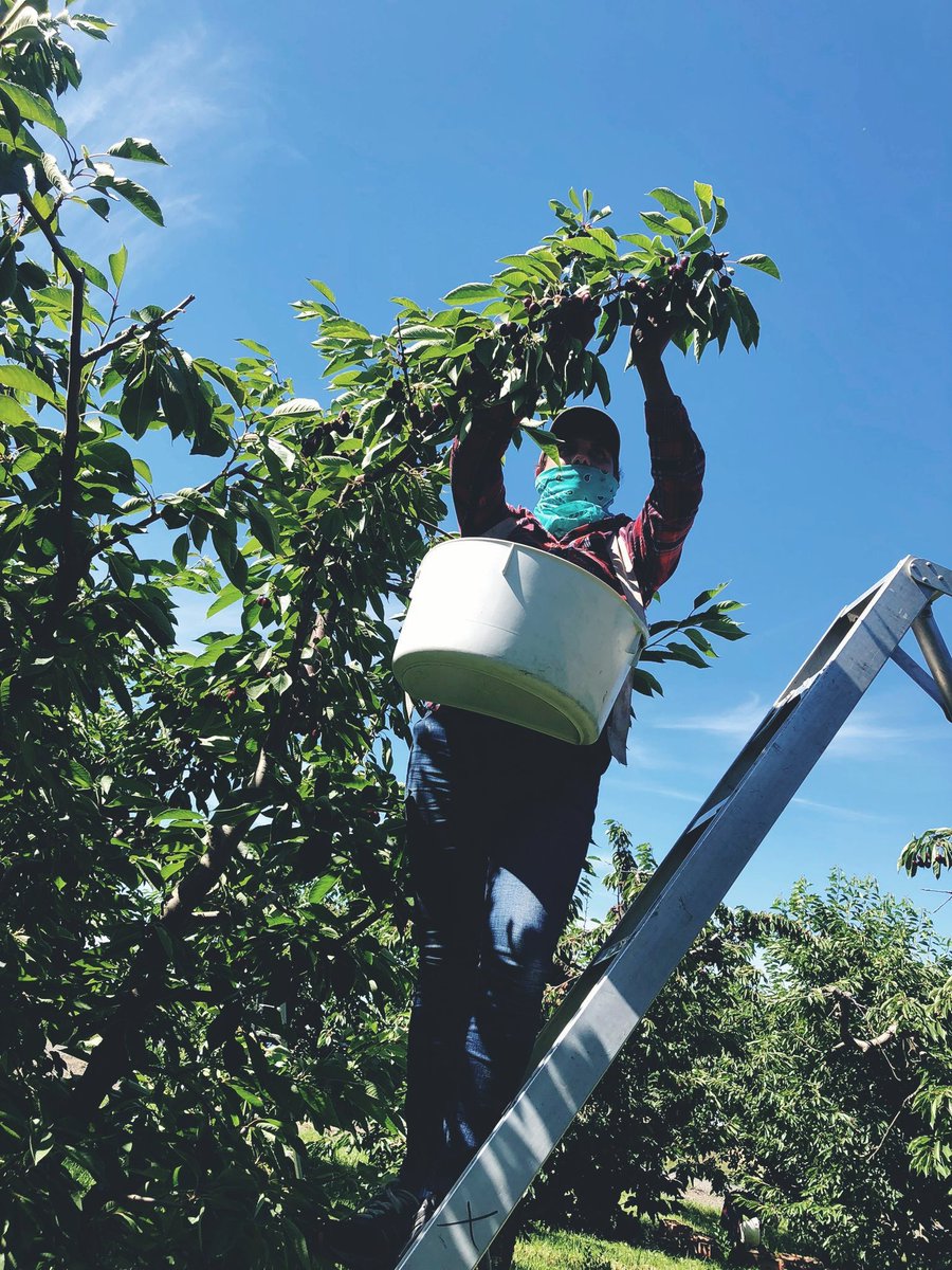 UFWupdates's tweet photo. Estrella has picked apples and cherries for the last 8 years in Washington State, including during last weeks ' triple figures heat wave. She supports #FarmWorkerLegalization because of all the invaluable work farmworkers contribute to this country. #WeAreHome https://t.co/O0wbEoF4oA