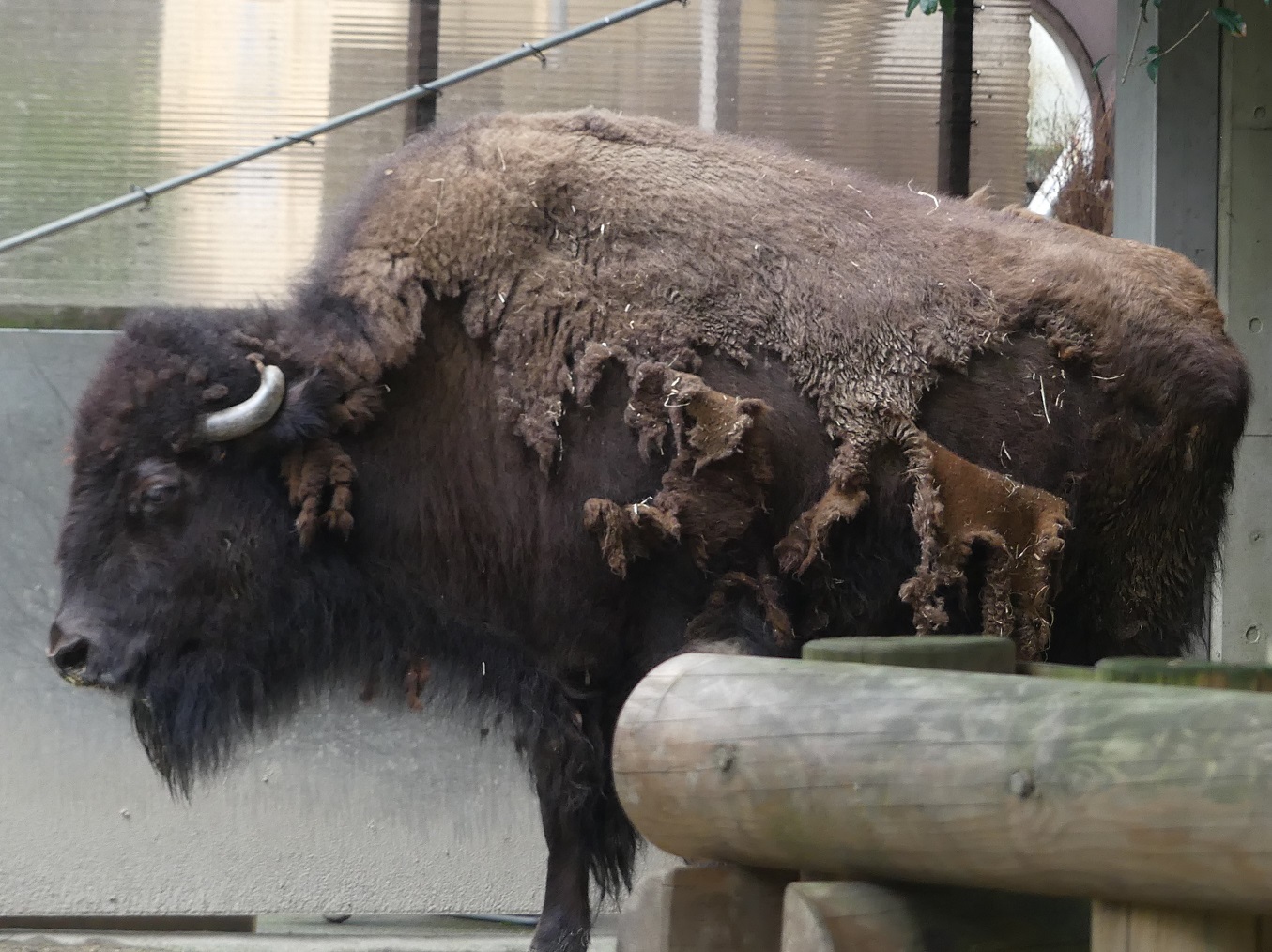 上野動物園 公式 ちなみにアメリカバイソンの抜け毛は 綿のような縮れ毛がほとんど なお ニホンカモシカもアメリカバイソンもウシ科ですが ウシ科が縮れ毛が多いと決まっているわけではありません 生息環境の気温などによって変わります