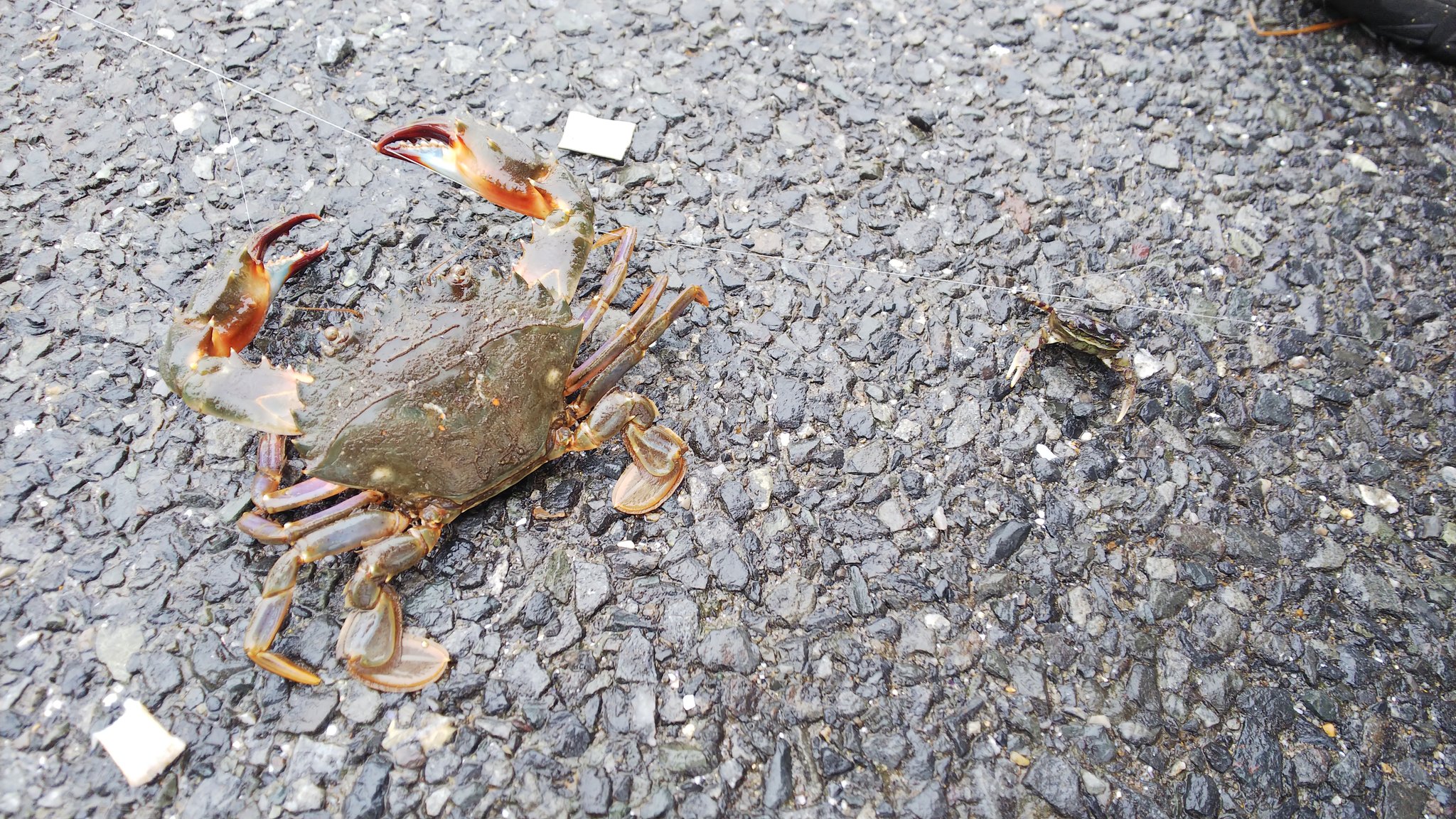 若洲fs 若洲のレンタル釣具店 公式 売店前にて カニ餌でクロダイ狙っていたスタッフが カニでカニを釣ってくれました 笑 この釣れ方は少しレアなのかな 笑 イソメでは良く釣れるのですが その他釣果としては カタクチイワシ コハダ