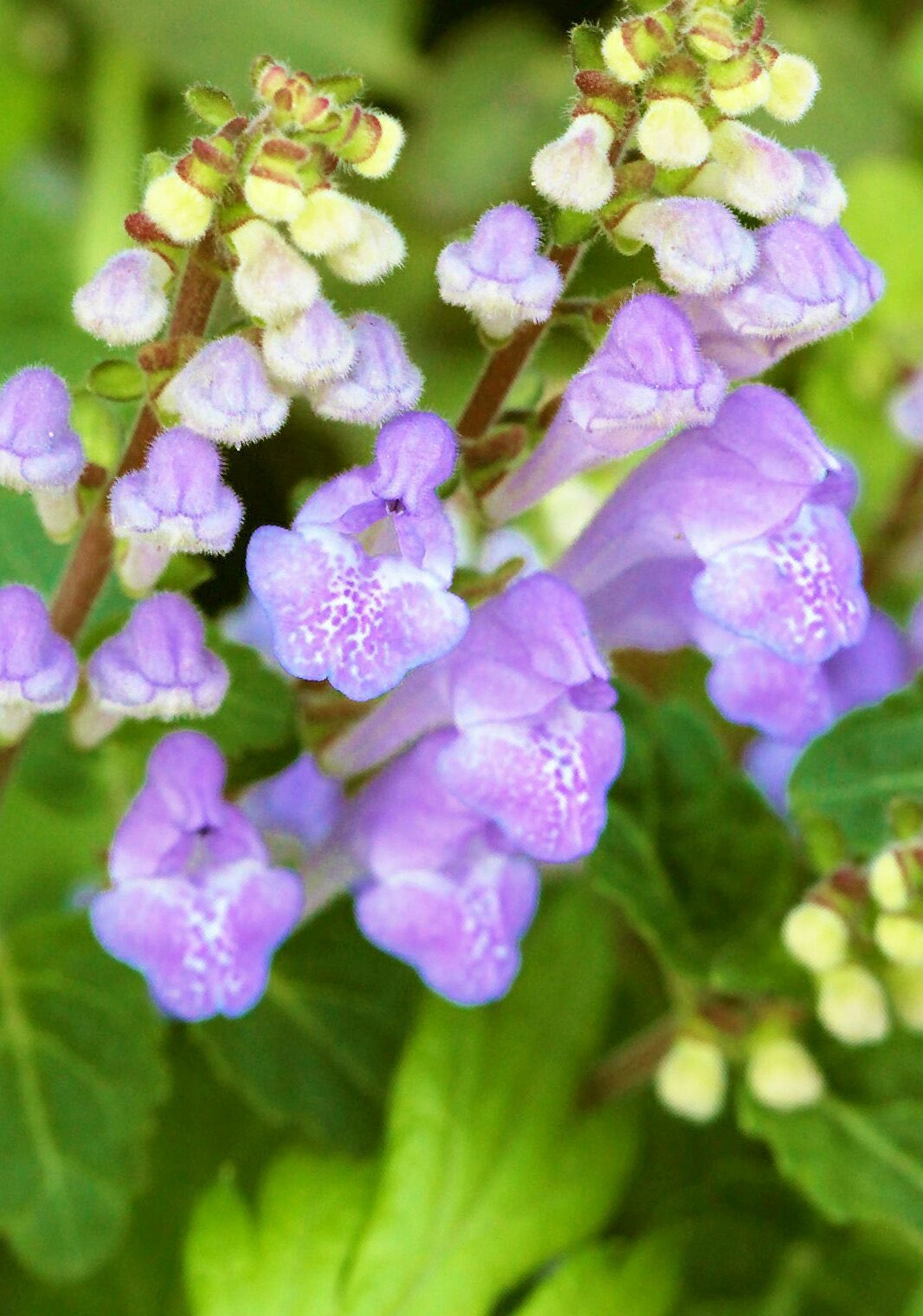 花 熱い唇 冷たい手 言葉なんか忘れさせて 硬いジーンズ 優しい目 懐かしい名前で呼んで 宇多田ヒカル 忘却 今日の誕生花 タツナミソウ 花言葉 忘却 12時 ﾅｴ T Co U6vgfgjw1e Twitter