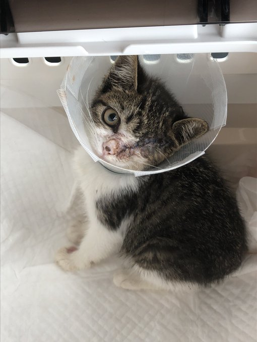 至って冷静な意見書きます 猫を食べた男 の身元を公表して下さい 理由ですが 日本では猫を食べる習慣がある とデマを述べており これは私たち日本人全員の問題です この男の実名を報道して下さい 子猫を殺して食べた日本人がトルコで逮捕 T Co Dg7gpwv 至って冷静な意見書きます 猫を食べた男 の身元を公表して下さい 理由ですが 日本では猫を食べる習慣がある とデマを述べており これは私たち日本人全員の問題です この男の実名を報道して下さい 子猫を殺して食べた日本人がトルコで逮捕 T Co Dg7gpwv