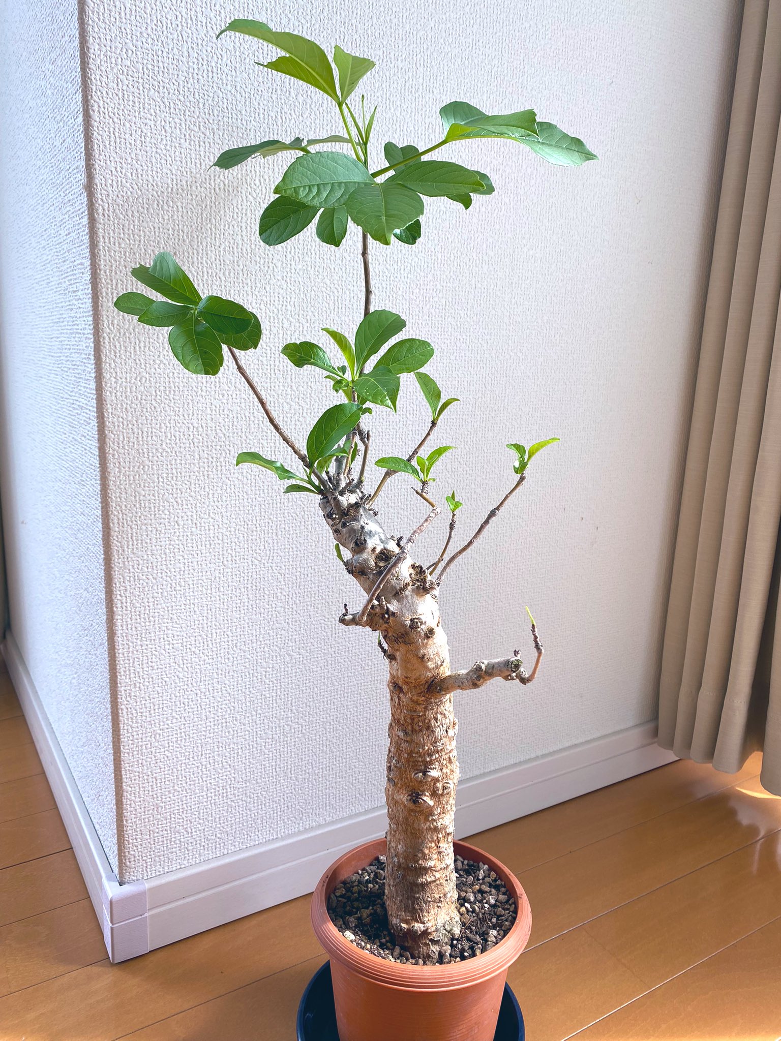 コナコーヒー栽培アカ Konacoffeenoki Twitter