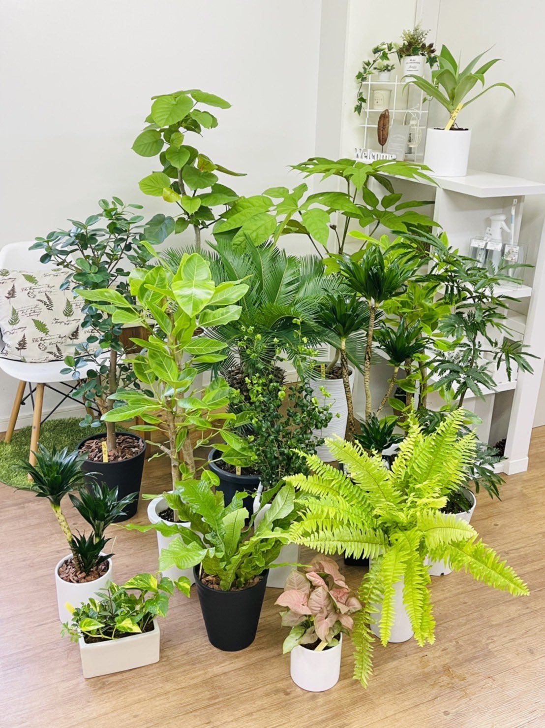 観葉植物のお店 E Ran 6月28日入荷の植物達ですヽ ー ノ ボストンファン斑入り エバーフレッシュ アルテシマ トレベシア パルマータ ウンベラータ パンダガジュマル ベンジャミン バロック ソテツ ミクロソリウム クロコダイルファン ドラセナコンパクタ