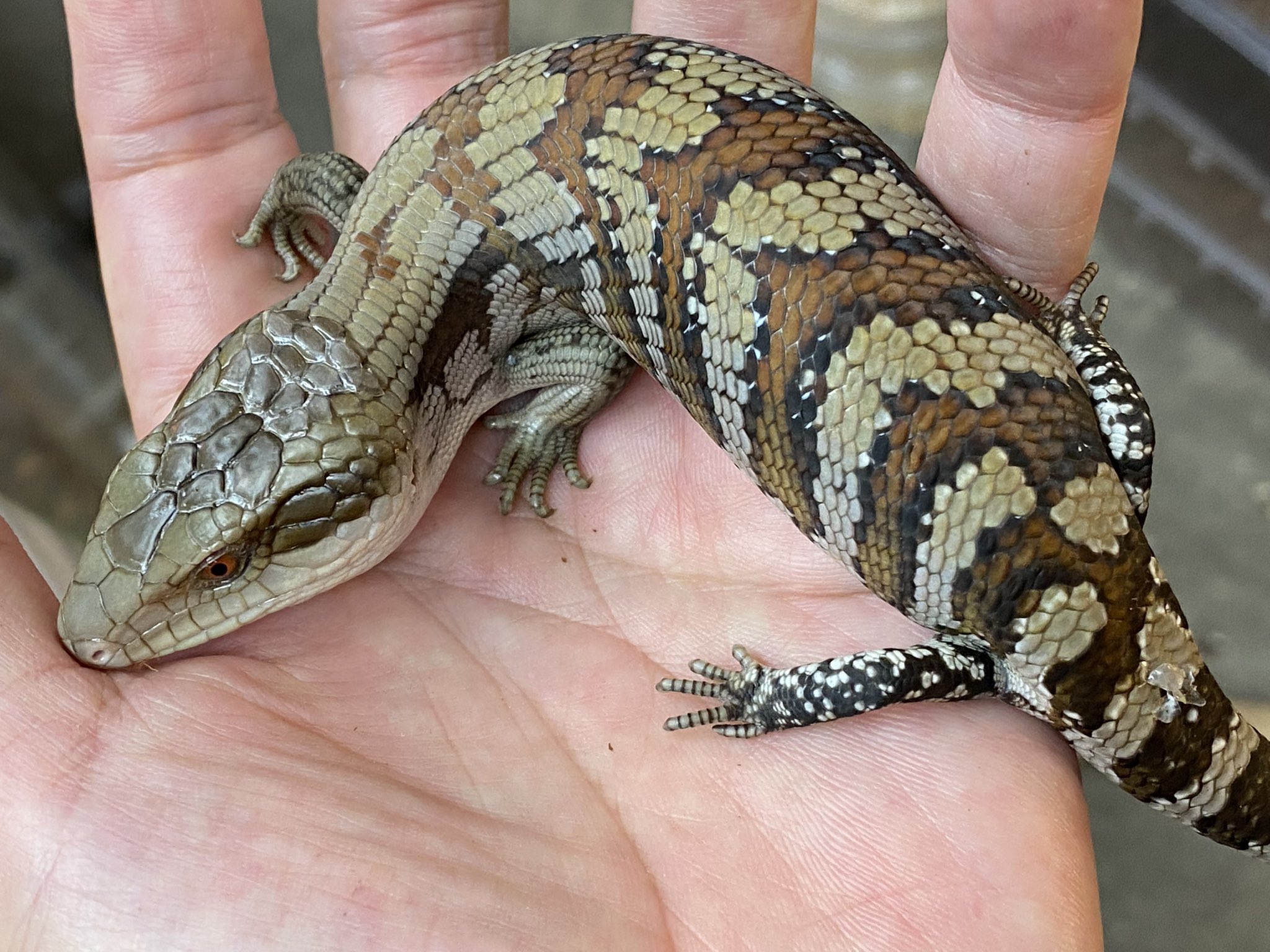 ビカクシダ Oceanbeaw P. Blue Ocean (Dwarf Tatsuta x Mt. Lewis) #aroot #鹿角蕨