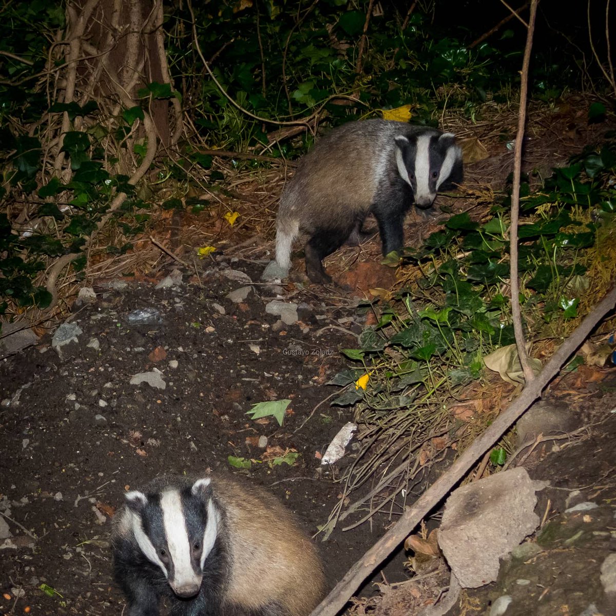 So nice to see these guys doing great in Dublin

<a href="/BallsbridgeD4/">Ballsbridge D4</a> <a href="/DonnybrookVlg/">Donnybrook D4</a> <a href="/RanelaghD6/">Ranelagh D6</a> <a href="/SandymountD4/">Sandymount D4</a> <a href="/verysouthdublin/">Very South Dublin</a>