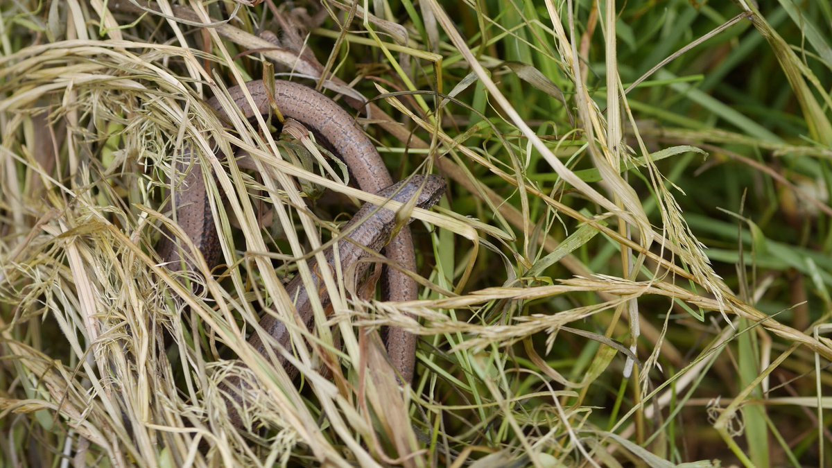Kate_not_Laura's tweet image. Refugia down, residents in!!! Bloody love a slowworm 😁😁😁 Inspired by @ARC_Bytes &amp;amp; @KentWildlife Reptile Habitat Classification &amp;amp; Survey course. 

#slowworm #reptiles #arc #kentwildlifetrust #habitats #ecology