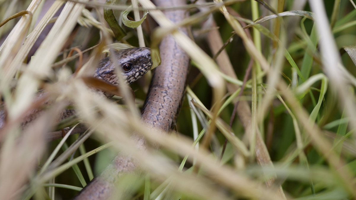 Kate_not_Laura's tweet image. Refugia down, residents in!!! Bloody love a slowworm 😁😁😁 Inspired by @ARC_Bytes &amp;amp; @KentWildlife Reptile Habitat Classification &amp;amp; Survey course. 

#slowworm #reptiles #arc #kentwildlifetrust #habitats #ecology