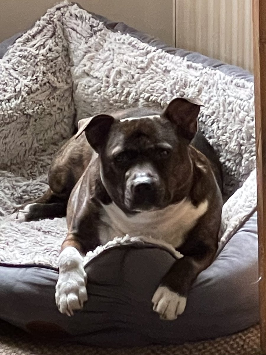 We close at 3pm 3rd July &amp; reopen 13th July,time for a little break to spend some time with our own little nugget Ellie 🐶 #sheffieldissuper #dogsoftwitter #AdoptDontShop #StaffieSaturday #dogs
