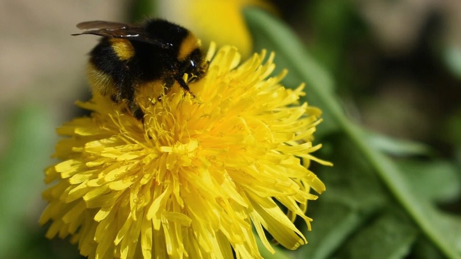 It's #NationalMeadowsDay 🌻 But only 3% of UK wildflower meadows are now left - bad news for struggling bumblebees. Let's give pollinating insects a fighting chance by letting wildflowers grow in our gardens, communities and green spaces, and avoiding pesticides &amp; weedkillers 🐝