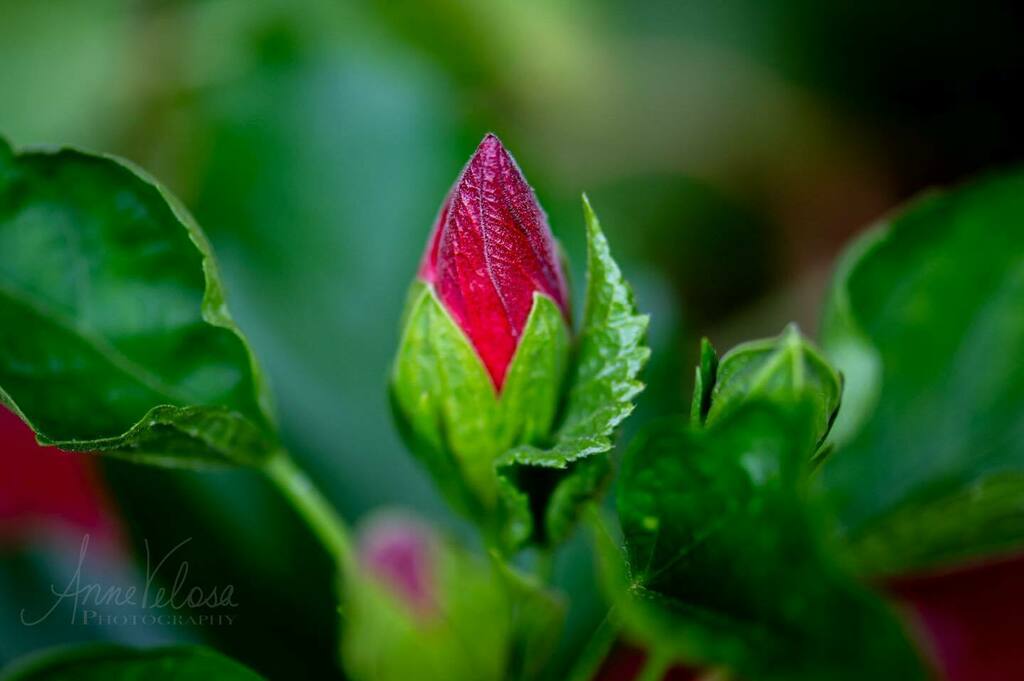 Another view of the hibiscus bud.
.
.
.

#thankful #hibiscus #flowers #flowersofinstagram #nature #mothernature #mothernaturesbeauty #macro #macrophotography #macroandflora #macroandflowers #flowersandmacro #garden