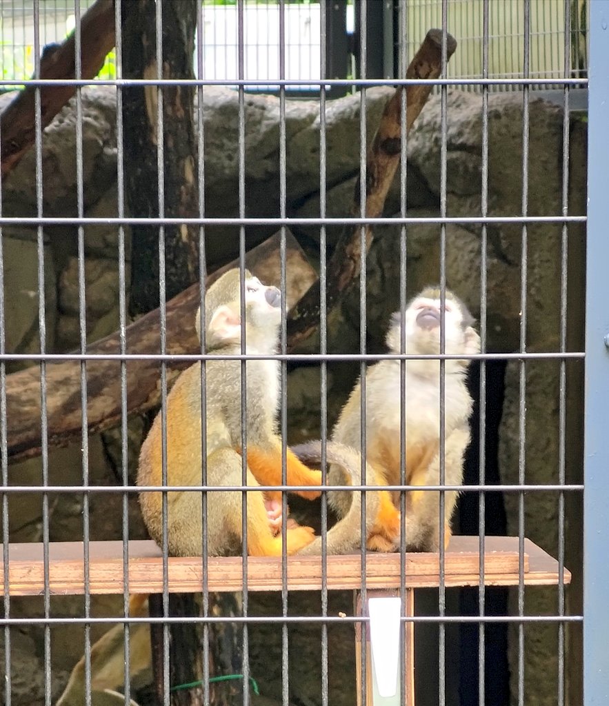 西葛西生活 雨が上がったので 行船公園の動物園に行ってきました 癒されますね 西葛西 行船公園 動物園 江戸川区 自然動物園 T Co 1iz0kuop Twitter 西葛西生活 雨が上がったので 行船公園の動物園に行ってきました 癒されますね 西葛西 行船公園 動物園 江戸川区 自然動物園 T Co 1iz0kuop Twitter