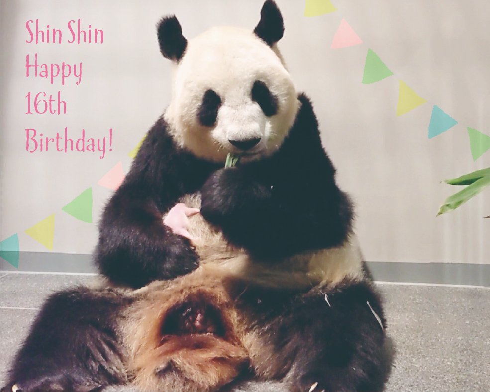 本日7月3日はジャイアントパンダ、#シンシン の #16歳の誕生日 です。
今年は双子のお母さんとして、生まれたばかりの子どもたちの世話をしているため、非公開で誕生日を迎えました。
シンシンと双子の近況はこちら☞ueno-panda.jp/topics/
これからもシンシンの子育てを温かく見守ってください。