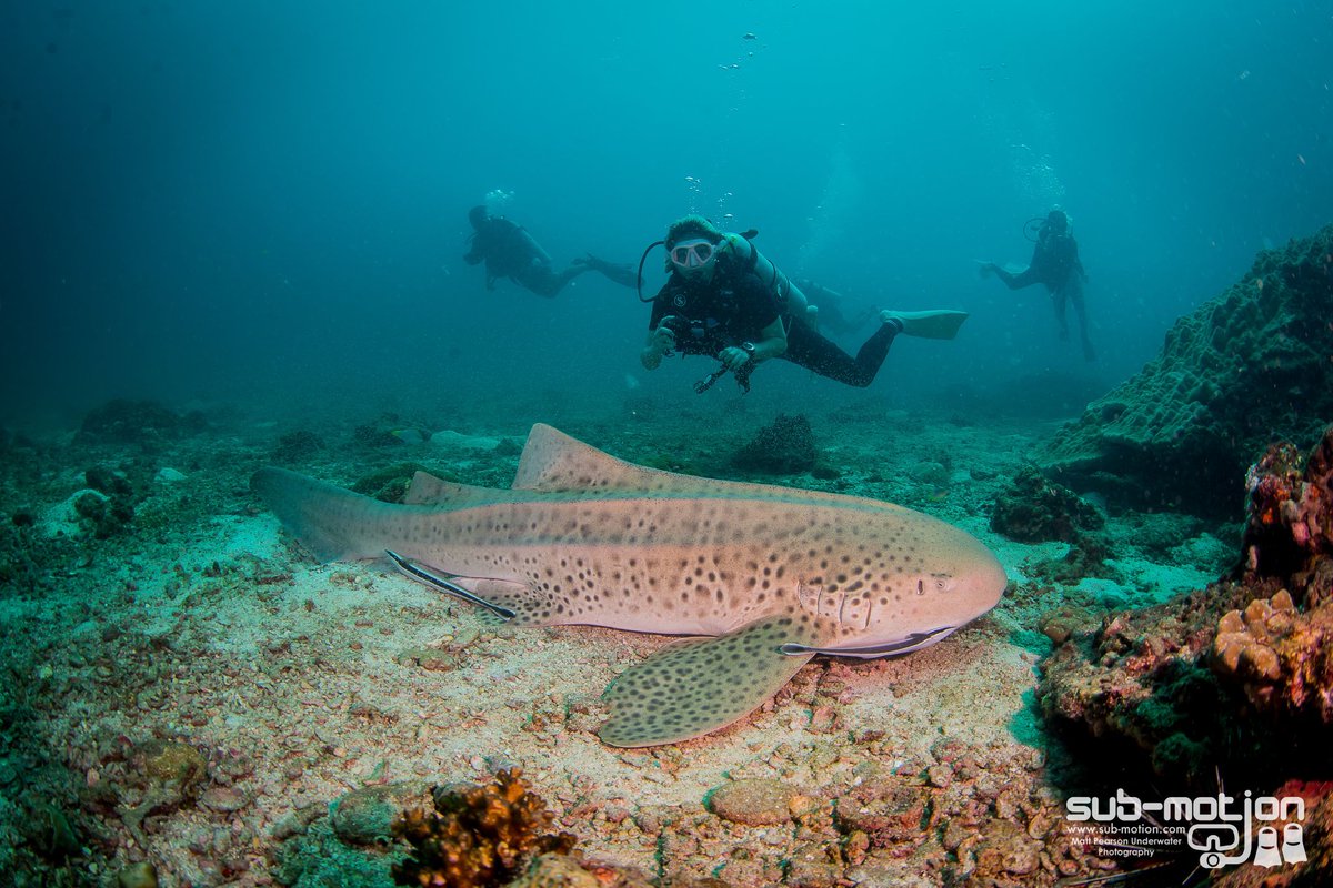 divinglanta's tweet photo. Secret of the #andaman sea. Loving finding true underwater inspiration. https://t.co/nOB6MarVhS