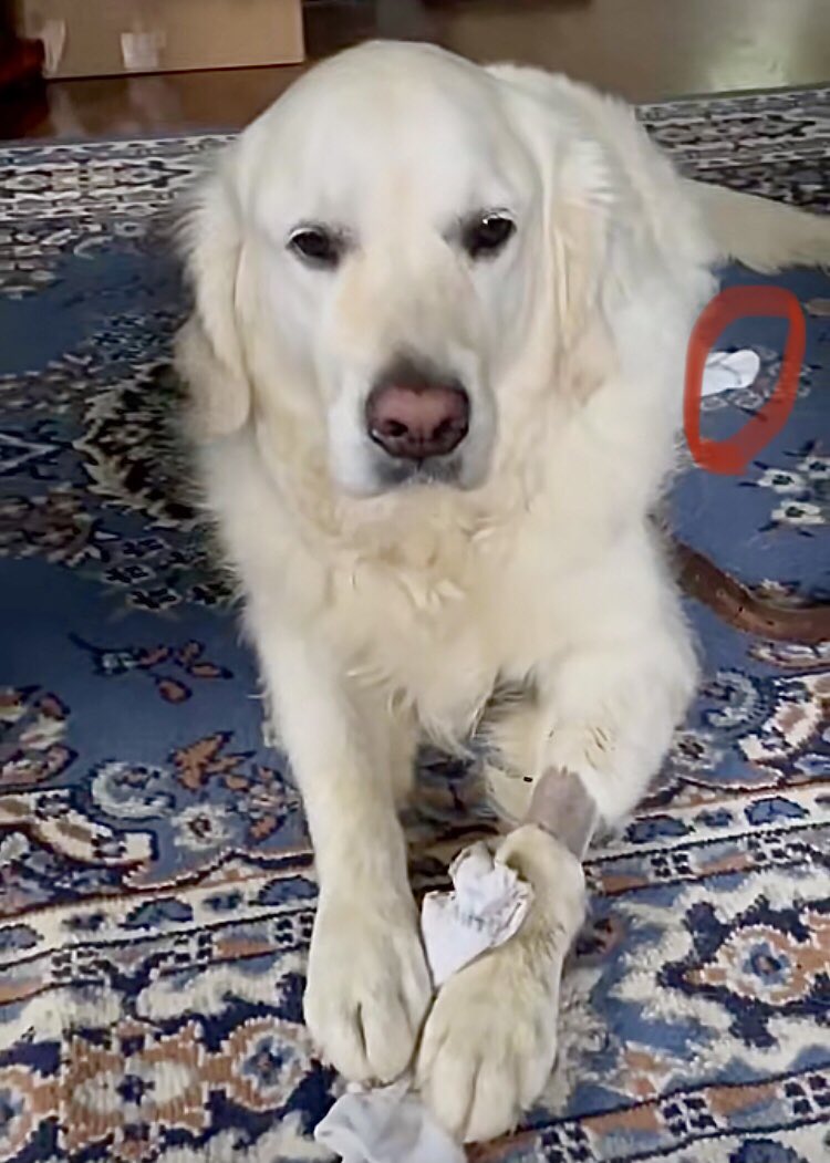 VoodsFoods's tweet photo. @TheGoldenRatio4 OBJECTION!! As summer law clerk to Venkman, Esq., I am conducting “research” for our client, Dog Council. Recent precedent shows that GR Dad‘s socks ARE #VoodsFoods!!
⚖️ 🧦
#INNOCENT
#possessionisninetenthsofthelaw https://t.co/7q4cTl8zXN