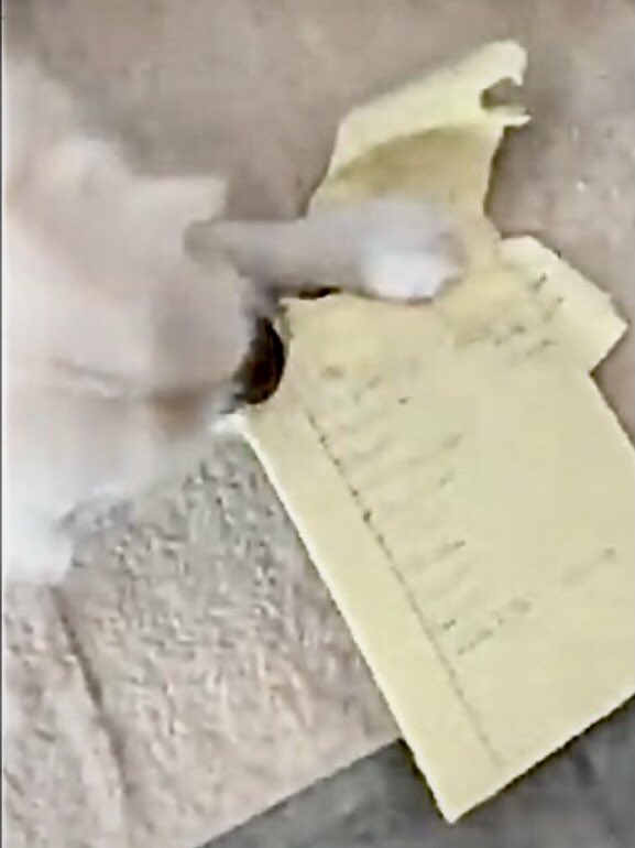 VoodsFoods's tweet photo. @TheGoldenRatio4 OBJECTION!! As summer law clerk to Venkman, Esq., I am conducting “research” for our client, Dog Council. Recent precedent shows that GR Dad‘s socks ARE #VoodsFoods!!
⚖️ 🧦
#INNOCENT
#possessionisninetenthsofthelaw https://t.co/7q4cTl8zXN