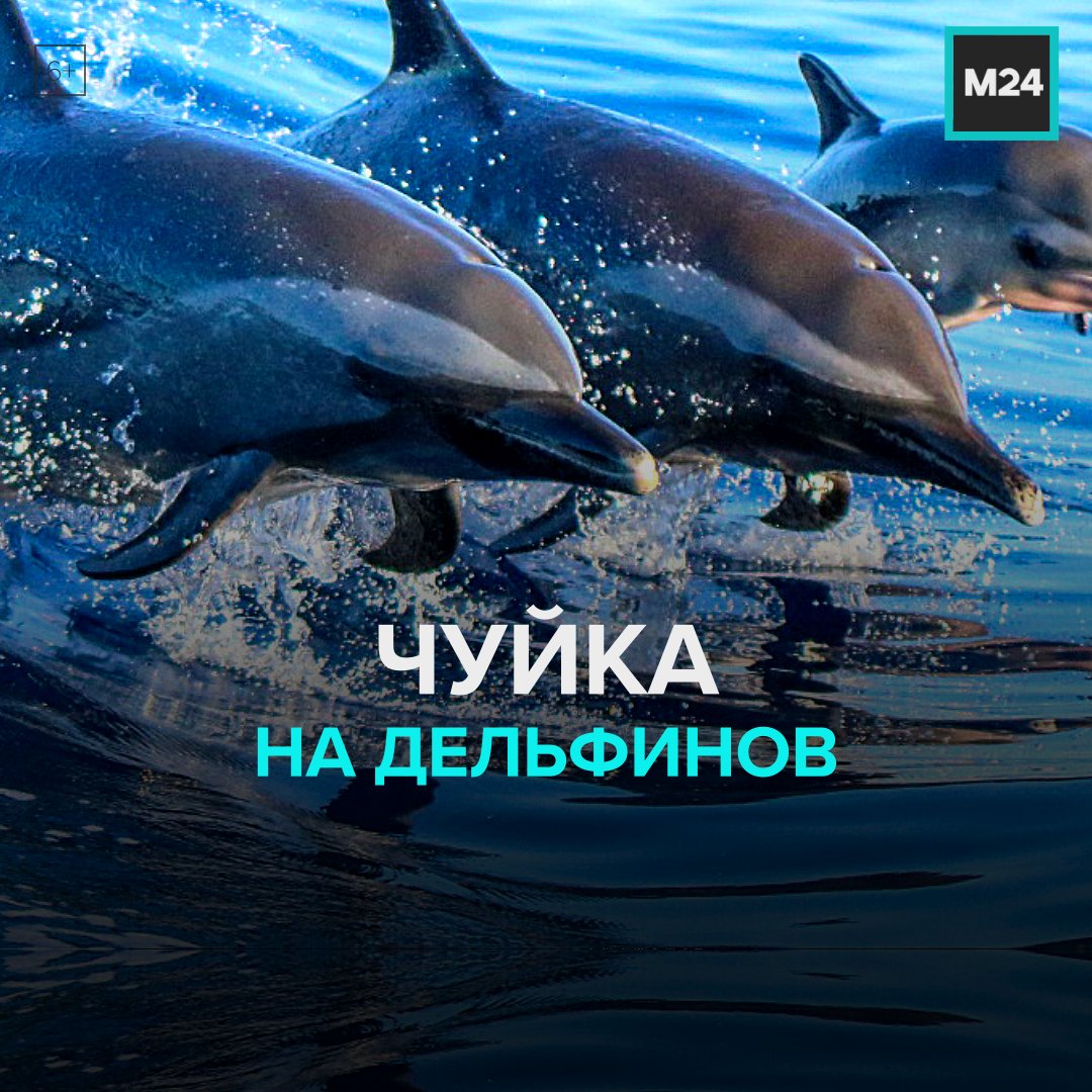 Дельфин 520. Дельфин в москве.