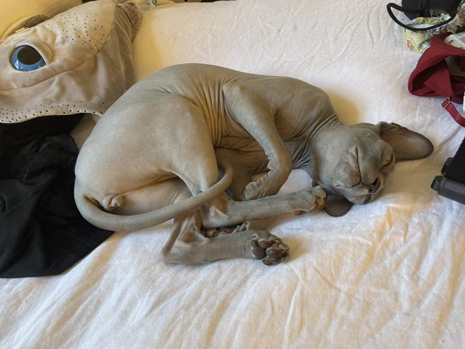 my favorite Pok&eacute;mon https://t.co/aJnqeLRk8w