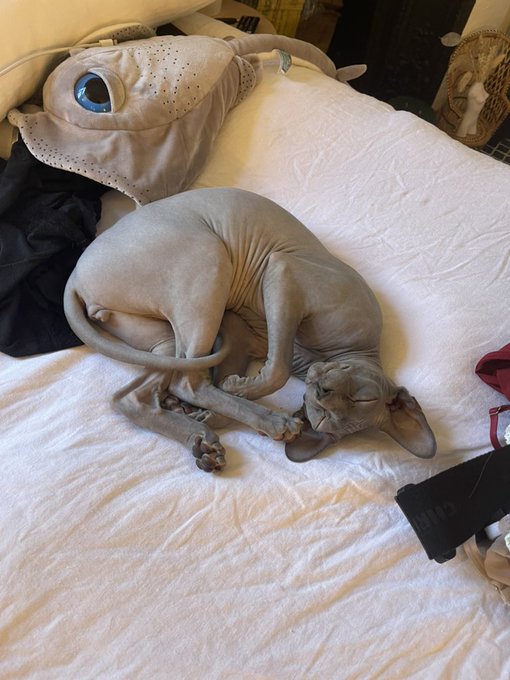 my favorite Pok&eacute;mon https://t.co/aJnqeLRk8w