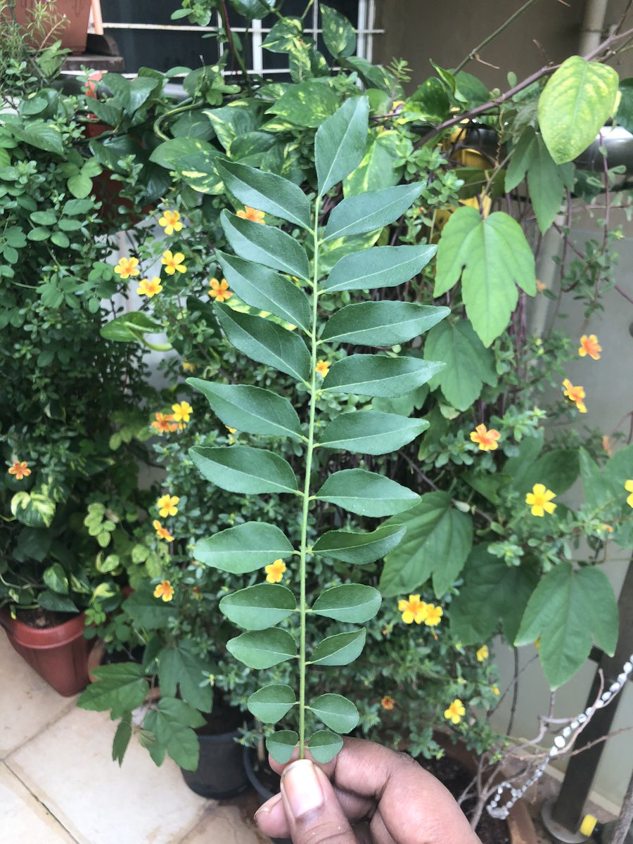 KulpreetImpact's tweet photo. Nothing like fresh Kadi patta… the real pleasures of life in between #worklife #mytinygarden https://t.co/TQFHiTQQWq