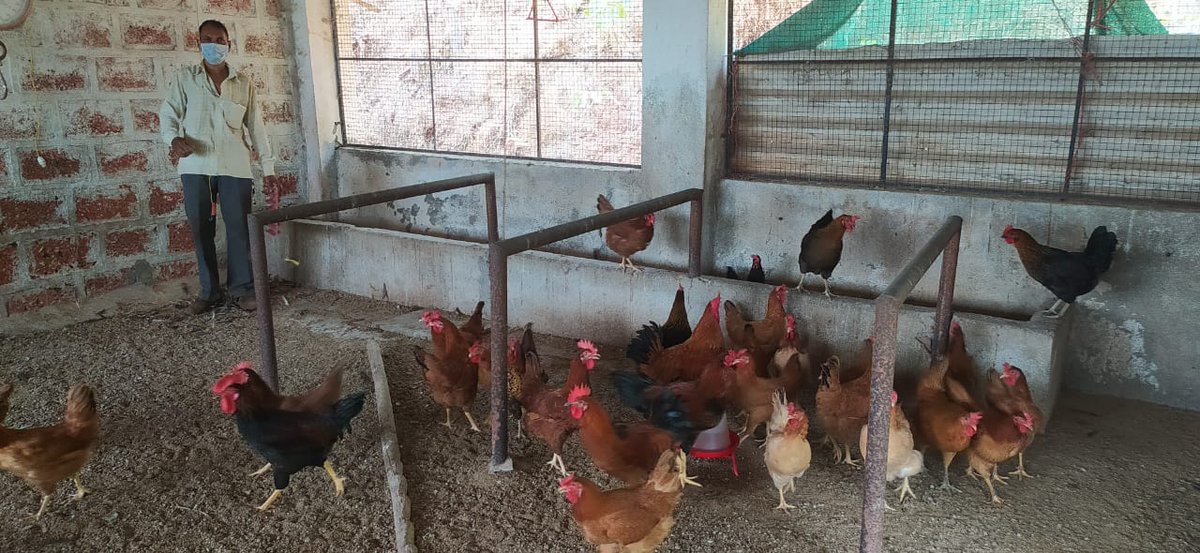 WeAreSwades's tweet photo. Failing at poultry farming, Sunil Jadhav didn't lose hope. Pursuing advanced training with us, he is excelled at it. Sunil doubled his income, motivated & trained many community members in poultry rearing. we ❤️ his can-do attitude!
#Unstoppableswades #SwadesBuildingLivelihoods https://t.co/AnyOmh8g8G