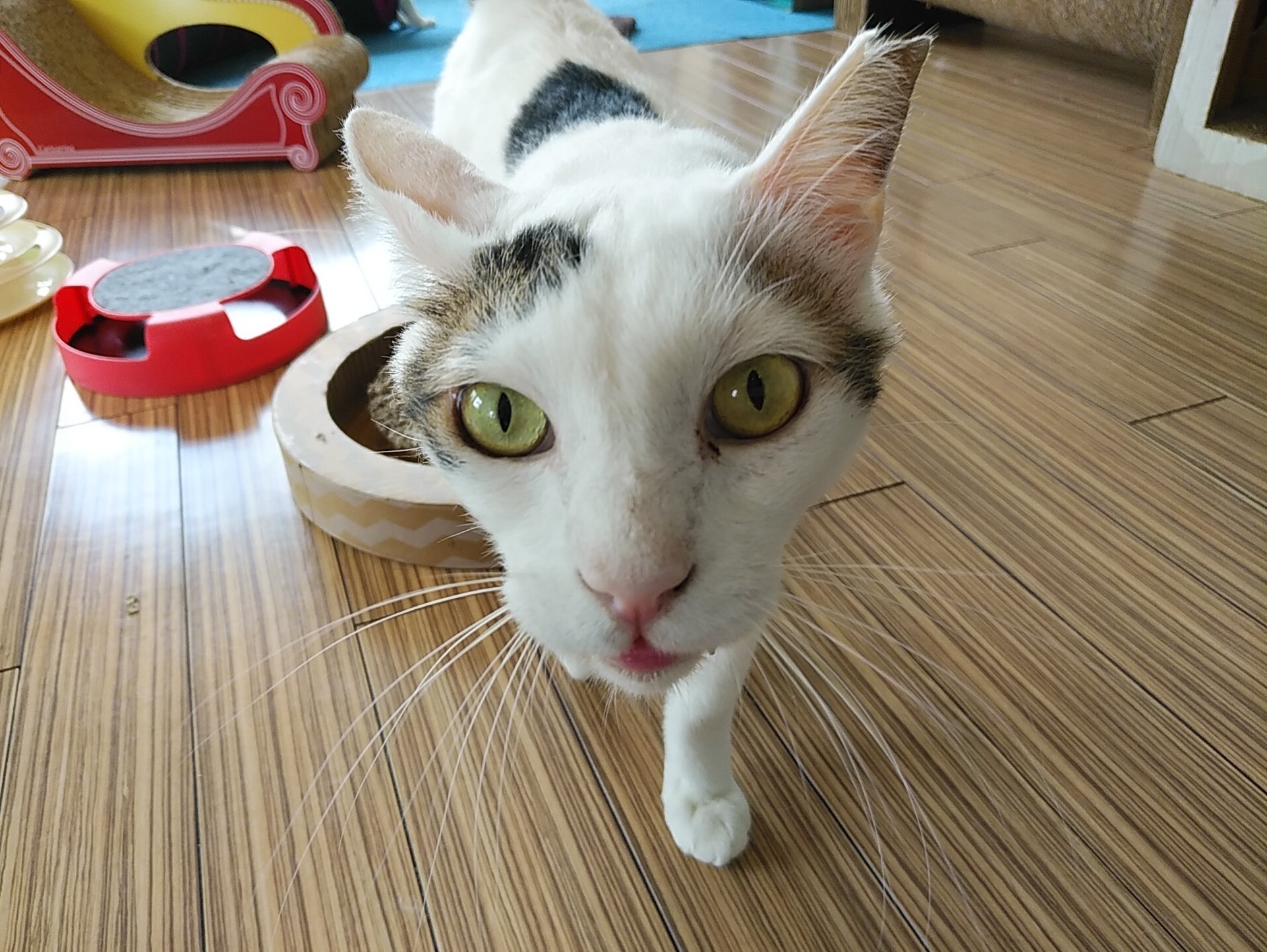狭山市 猫カフェ Funnycat ふとんが接近 画像のサイズは変えてませんよー 自分からカメラに寄ってアピールよ イケメンだねー 狭山ファニーキャット 保護猫カフェ 譲渡型猫カフェ 狭山イケメンキャット ふとん T Co O7r3ftaxym Twitter