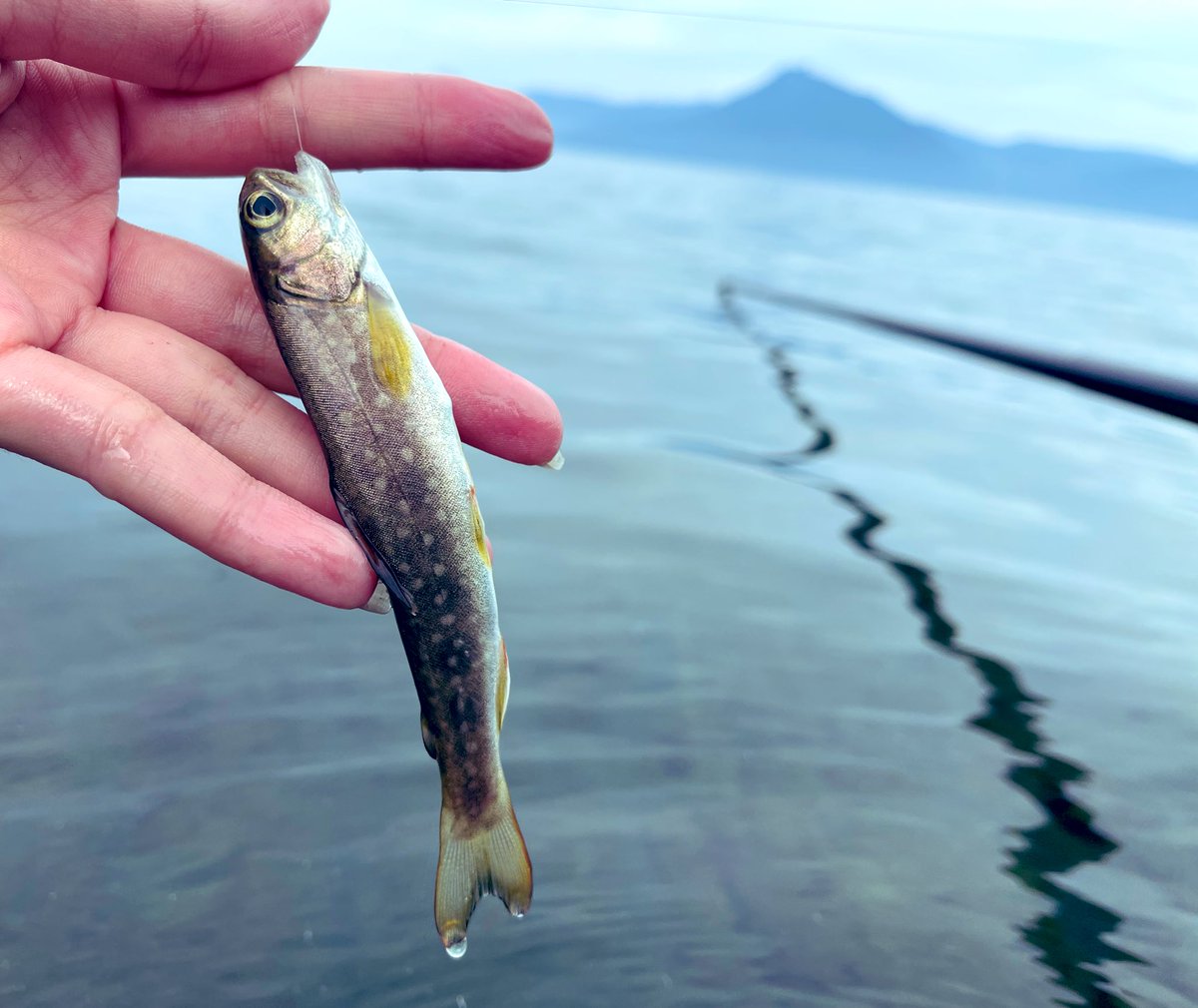 برچسب アメマス در توییتر