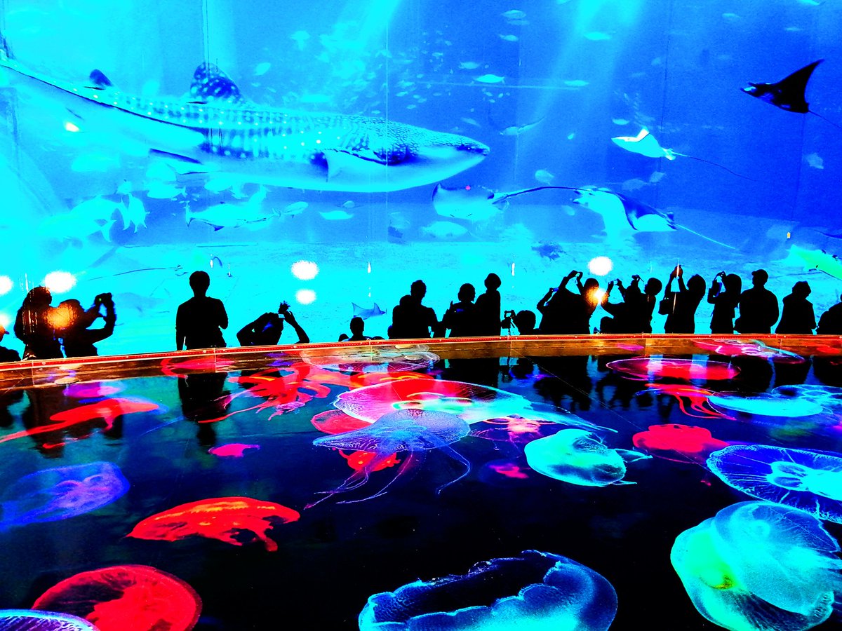 5d88aUM6GALuuf4's tweet photo. 私も水族館に行ってきました‼️
#高槻市 https://t.co/eGHrPS66Wb