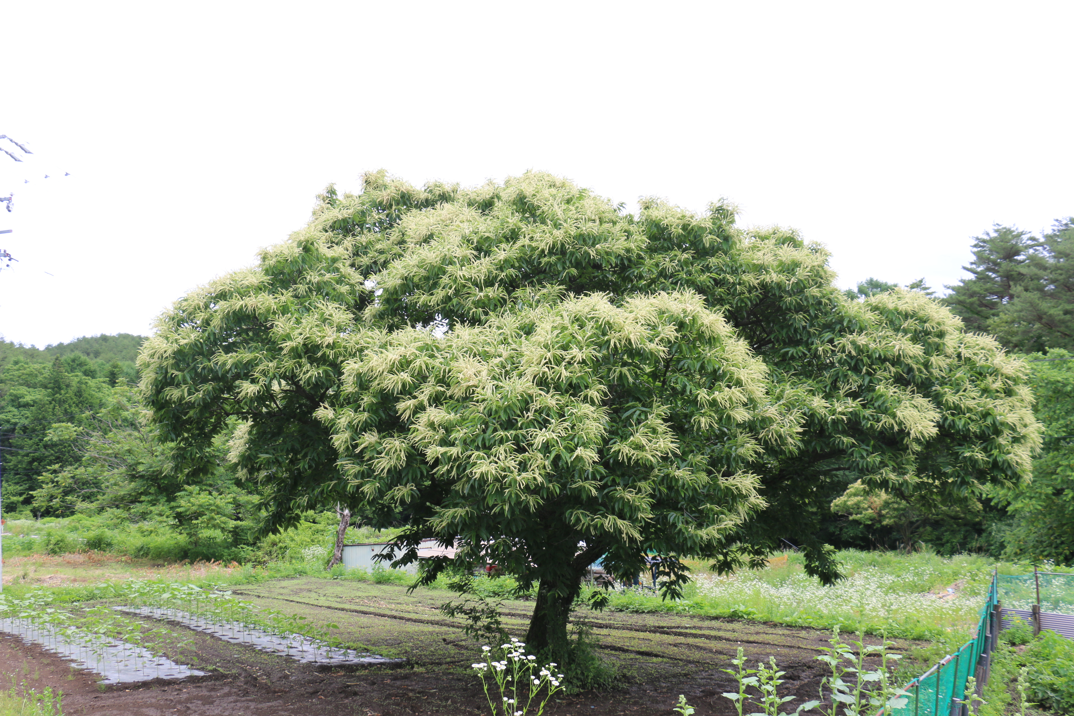 栗の花 Twitter Search Twitter