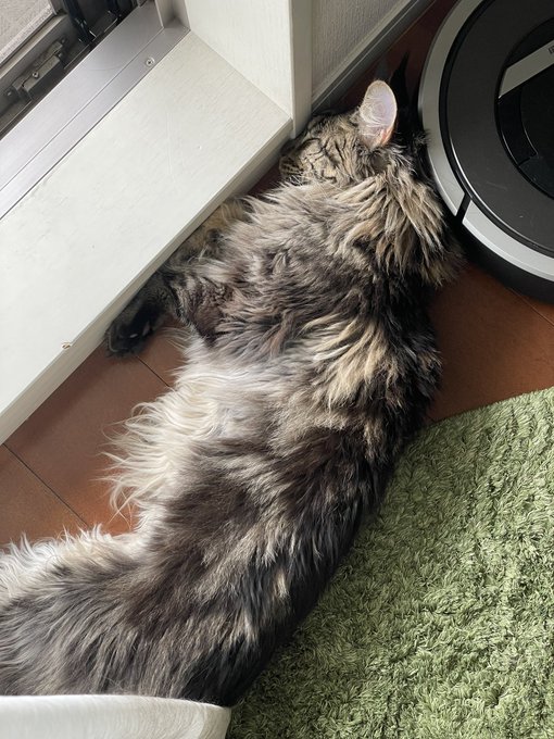 メインクーンのtwitterイラスト検索結果