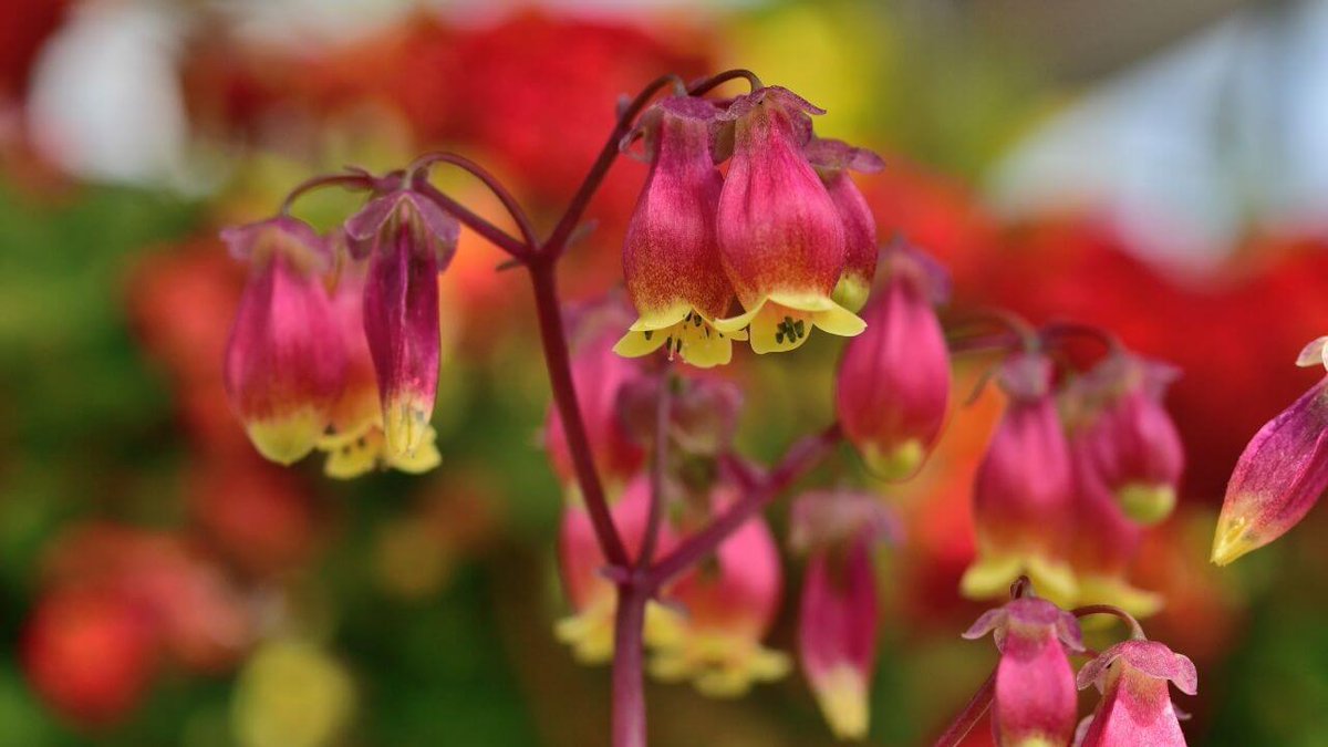 エンゼルランプ