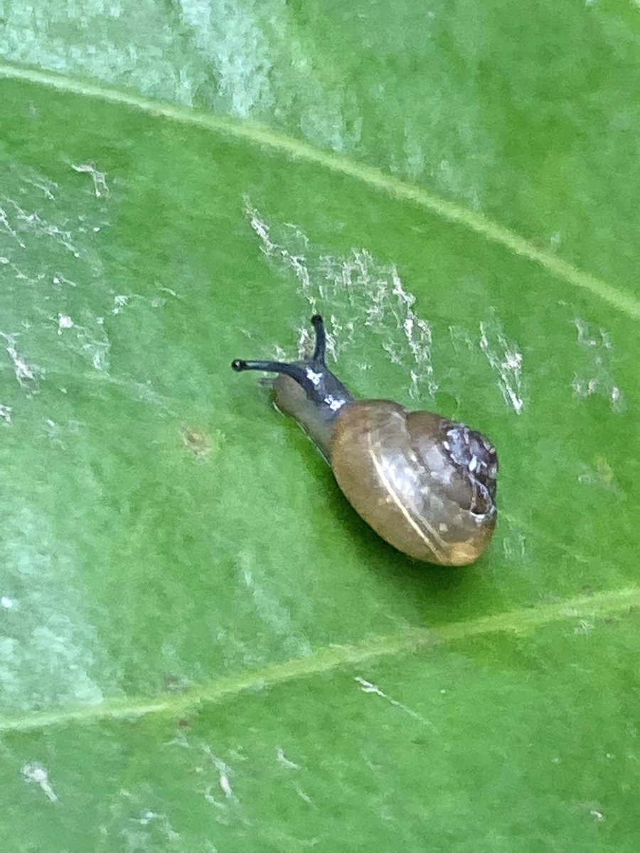 デンデンムシ Kereses A Twitteren