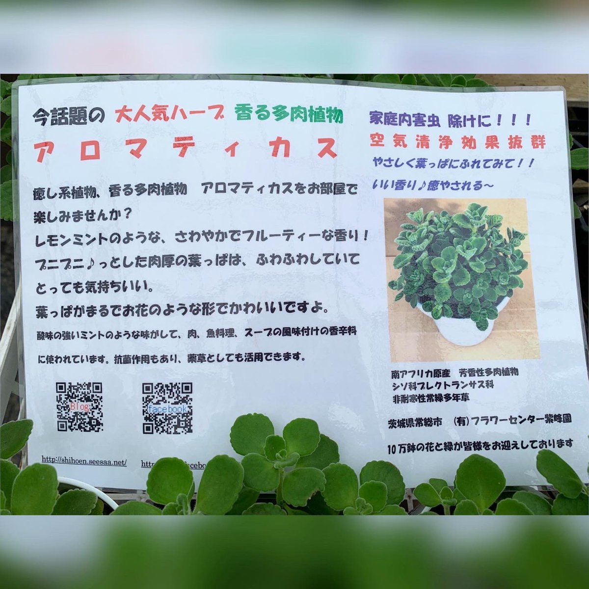 東京花壇 Tokyokadan 87 Twitter