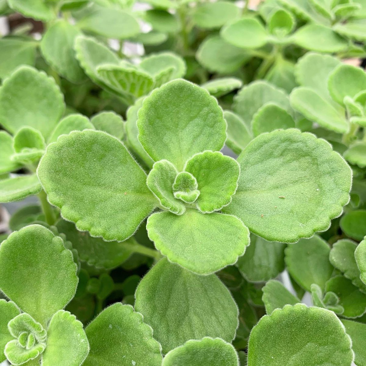 東京花壇 Tokyokadan 87 Twitter