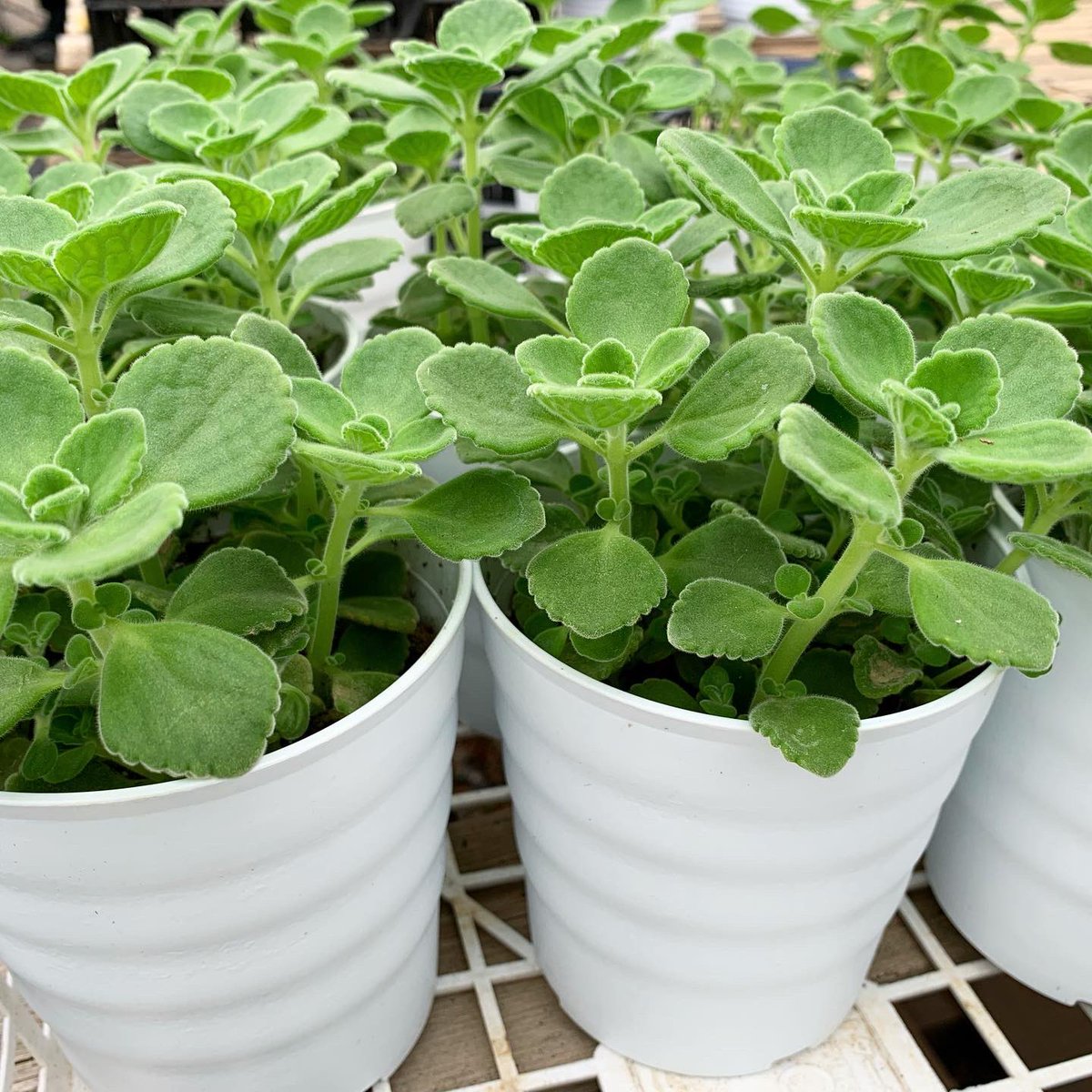 東京花壇 Tokyokadan 87 Twitter