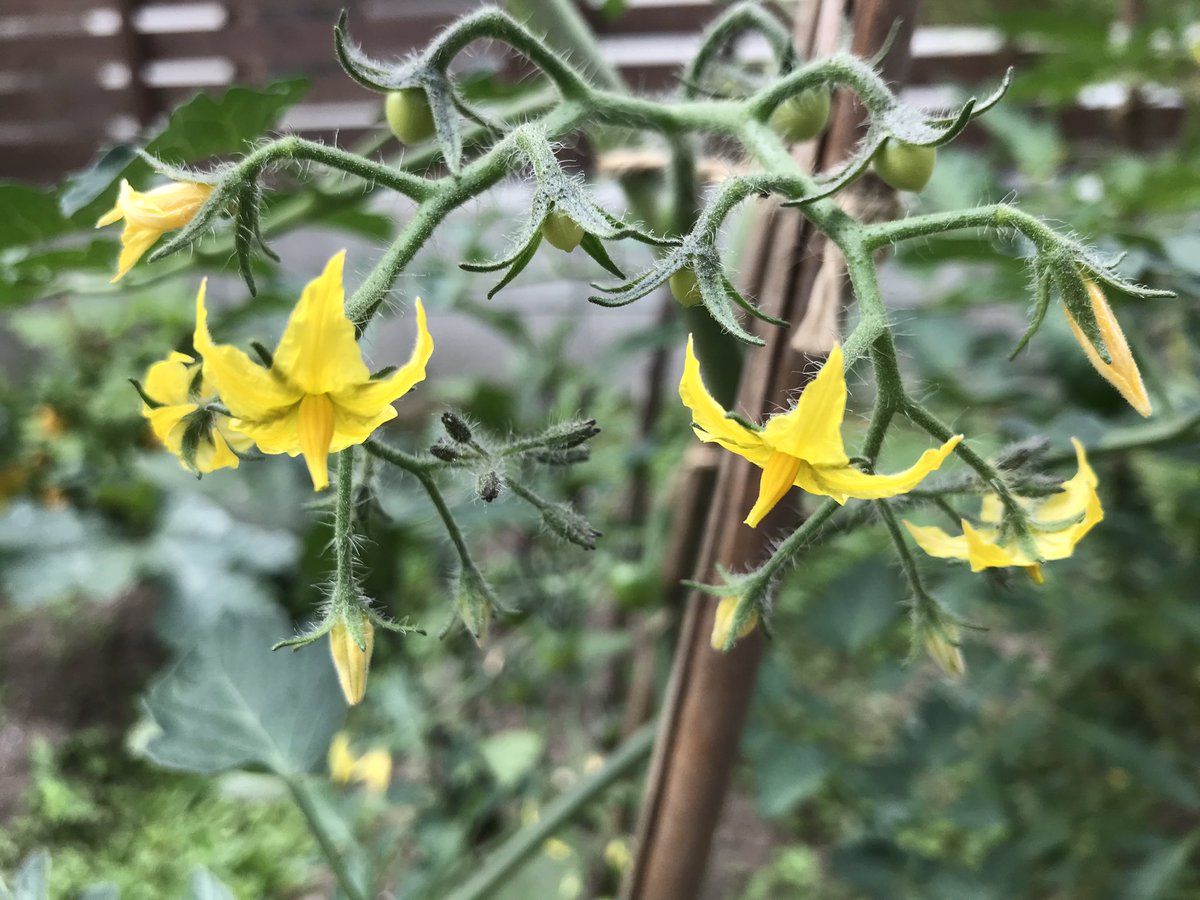 らん 昨日間違えたから削除して再投稿 でかい黄色い花はズッキーニ 細長いのはズッキーニの赤ちゃん 白い可憐な花はピーマンの 花 そしてピーマンの赤ちゃん 家庭菜園 ズッキーニ ピーマン