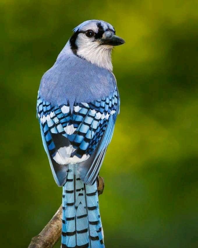 philip_ciwf's tweet photo. #SaturdayMotivation 
The #beauty of #birds
Blue Jay (Cyanocitta cristata)
Awesome markings and colours
Do click the image for the full view 
#DesignedByNature
Credit: Boris HD Photography https://t.co/laHluv1FXQ