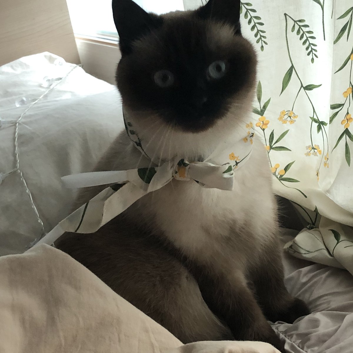 seasoningcat's tweet photo. 커튼끈 목에 둘러줫는데 너무기여워 https://t.co/kgnDT4Oa9h