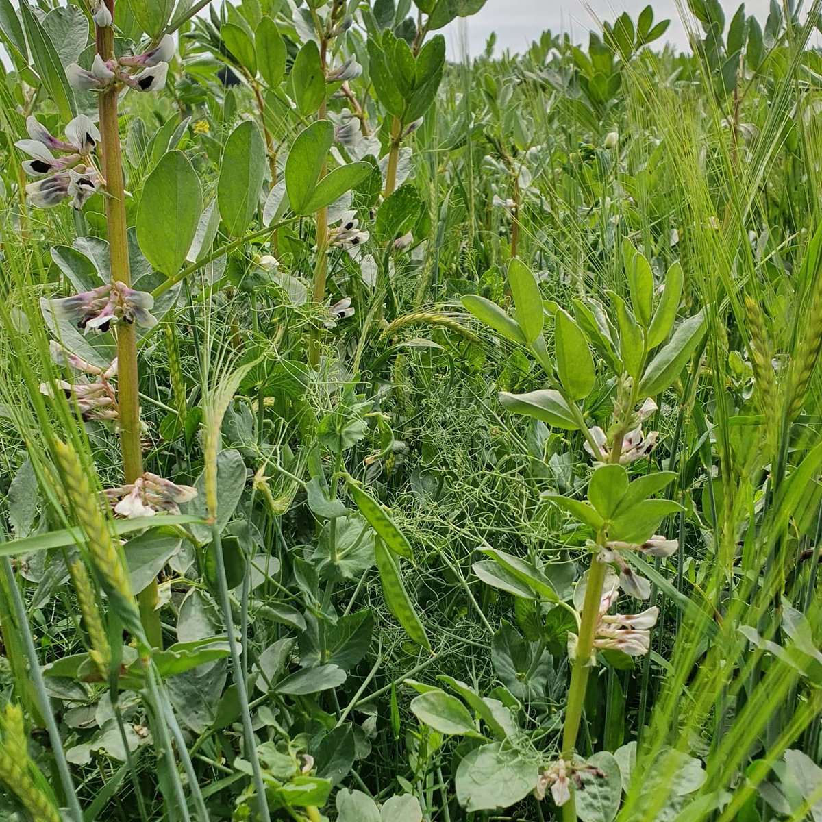 There is so much going on in here! This is our 4 way whole crop which we will ensile to feed to cattle through the winter months while there housed. The mix is beans, barley, peas and vetch, the mix will have grass silage added to it to form a complete diet.