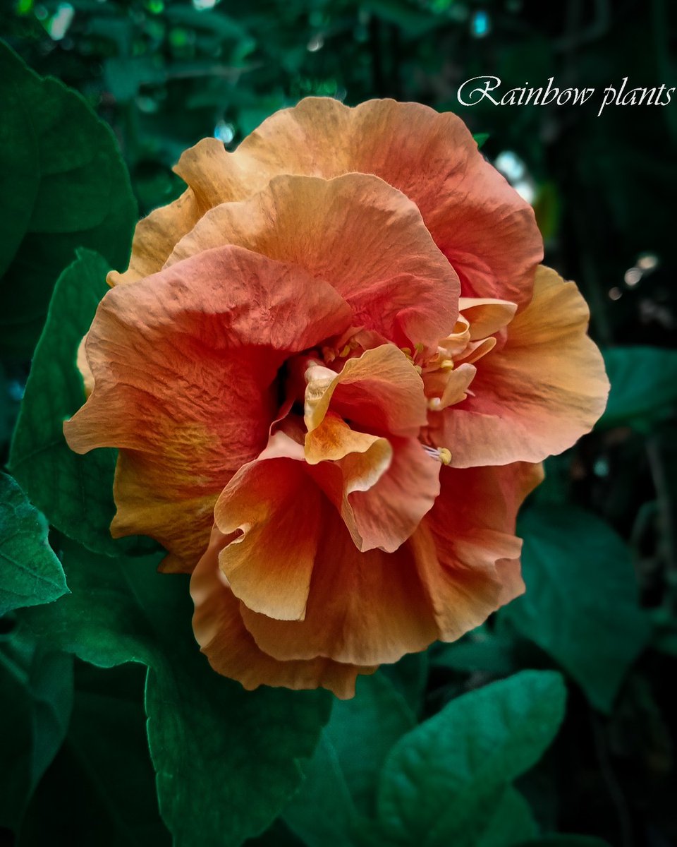 Orange color hibiscus 🌺 flower by rainbow plants

#flowerstagram #flowers #hibiscus #flora #rainbp: zpr.io/CdfZBttKaw58