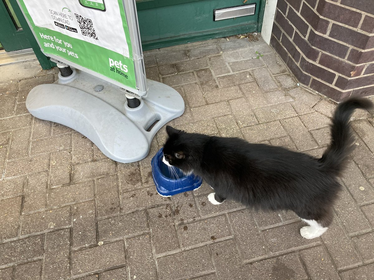 stanleythecat4's tweet photo. Female human found me outside work at closing time and had a chat with the other staff about my work. I’m proud to share with you in the comments below what was said in my performance review. https://t.co/p03oizteLx