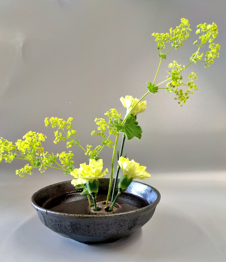 泉北花園 花 多肉植物 観葉植物 Zvw9ghkq8lnofcs Twitter 泉北花園 花 多肉植物 観葉植物 Zvw9ghkq8lnofcs Twitter