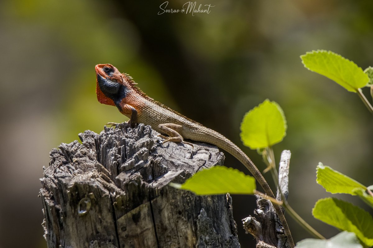MahantSourav's tweet photo. Oriental Garden Lizard...

#Lizard @NatureIn_Focus @WCSIndia @SanctuaryAsia @vivek4wild @IndiAves @wildlifeInd @BirdPOTY @TNWildlifeFed @WildlifeSOS @NWF @WildlifeMag @wti_org_india @WCT_India @wiiofficial1 @wildlifeindia @NatGeoIndia @NGTIndia @CNTIndia @BBCEarth @DiscoveryIN https://t.co/TOu1BjvhOb