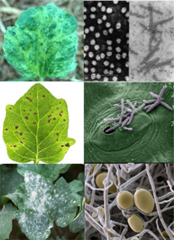 Journal of Plant Pathology & Microbiology tweet media