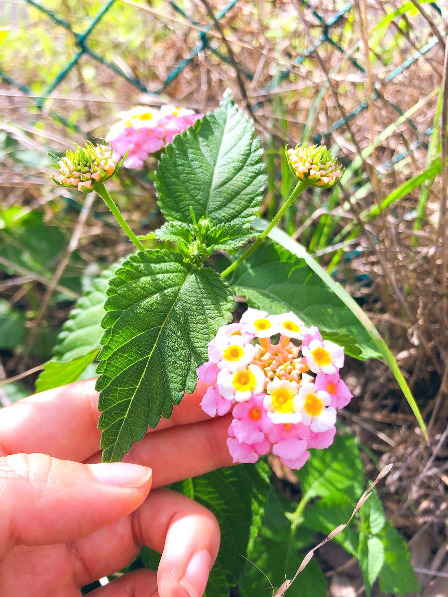 はくらんすー 小さい紫陽花みたい 可愛い 調べたらランタナっていうみたい