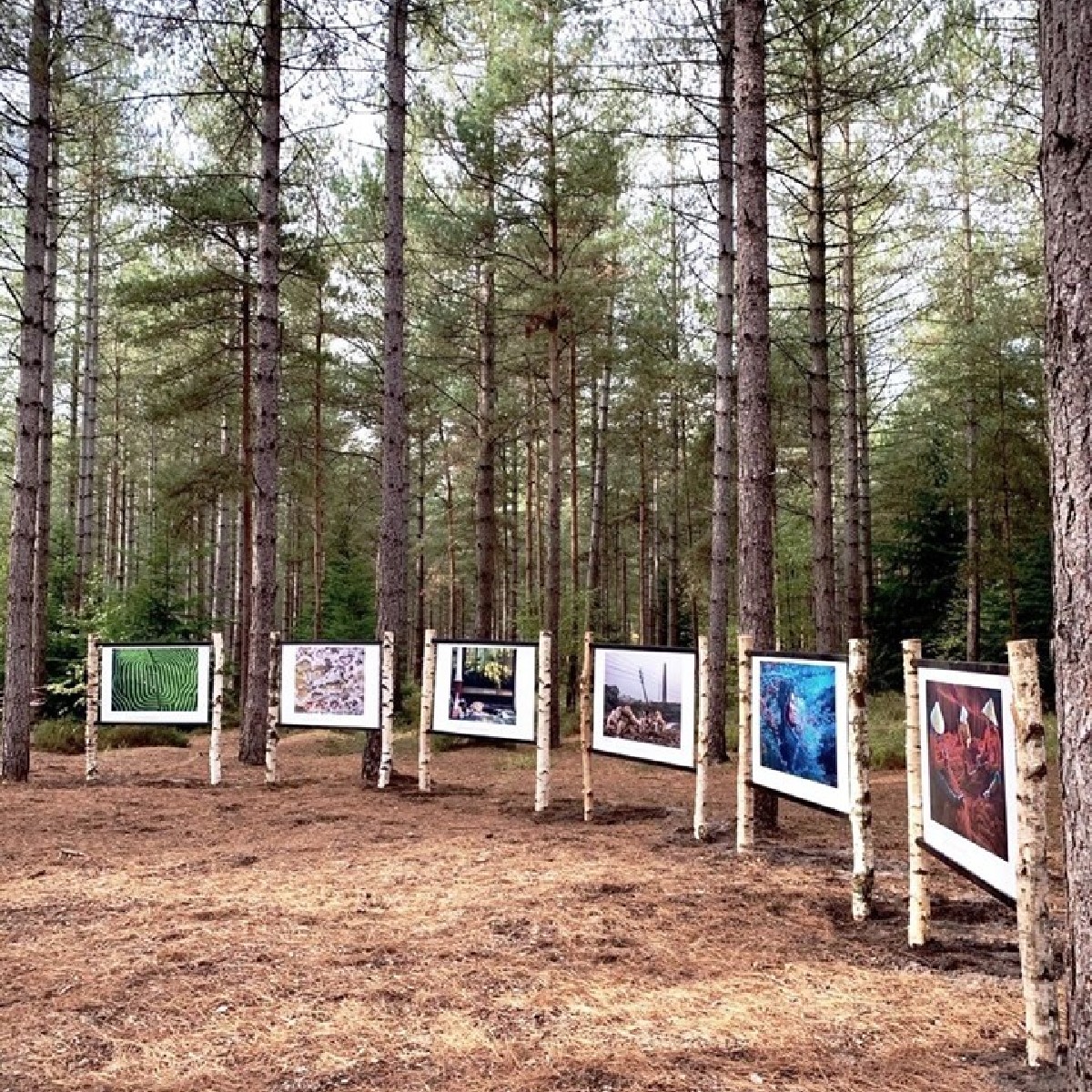 Go Ape Goapetribe Twitter Go Ape Goapetribe Twitter