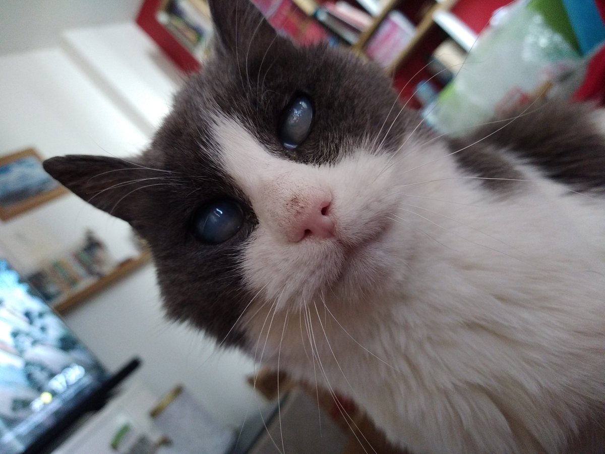 chalbator's tweet image. Bonjour les copains je recherche un-e humain-e pour me garder au mois d'août dans mon appartement pouvez-vous relayer svp