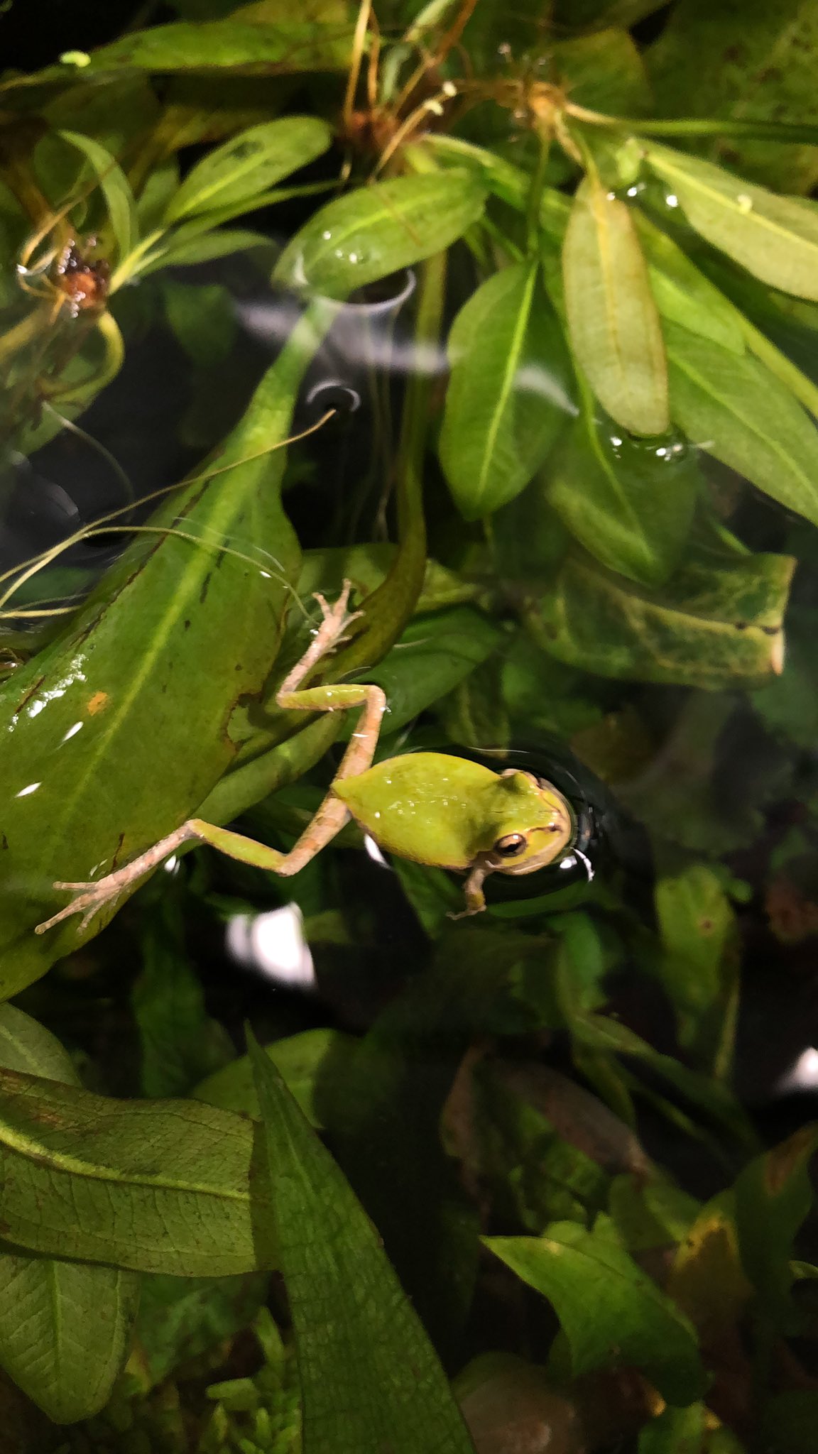 セルバス 中野 アマガエル 入荷しております ニホンアマガエル Wc ワイルド 近畿産です 柄や色も色々 沢山いますので 今なら色々選べます 爬虫類 両生類 小動物 ツノガエル コオロギ カエルの餌 飼育用品 販売 杉並 方南町 中野 セルバス 中野 アマガエル 入荷しております ニホンアマガエル Wc ワイルド 近畿産です 柄や色も色々 沢山いますので 今なら色々選べます 爬虫類 両生類 小動物 ツノガエル コオロギ カエルの餌 飼育用品 販売 杉並 方南町 中野