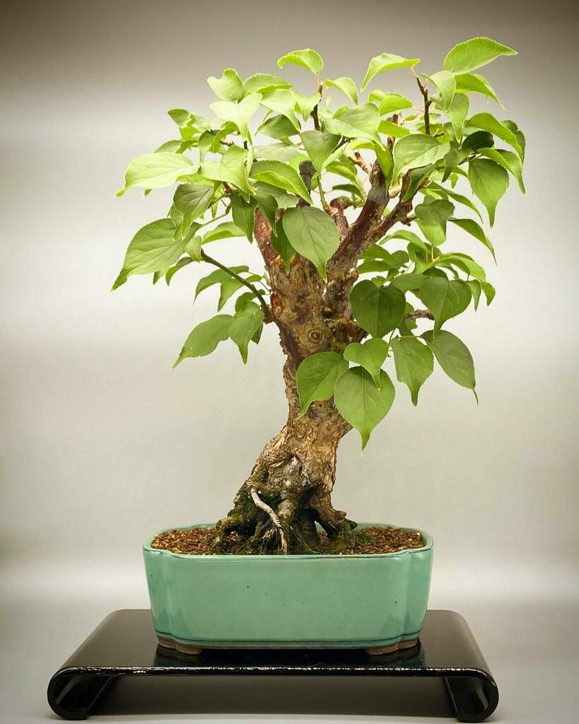 松尾隆弘 Takahiro オーマ 冬至梅21 07 03 冬至梅 梅 盆栽 小品盆栽 花もの盆栽 Bonsai Bonsaiart Art Tokyo Japan Tojibai Ume Japaneseplum T Co Yfsyykevej T Co Suwr09ki9u Twitter