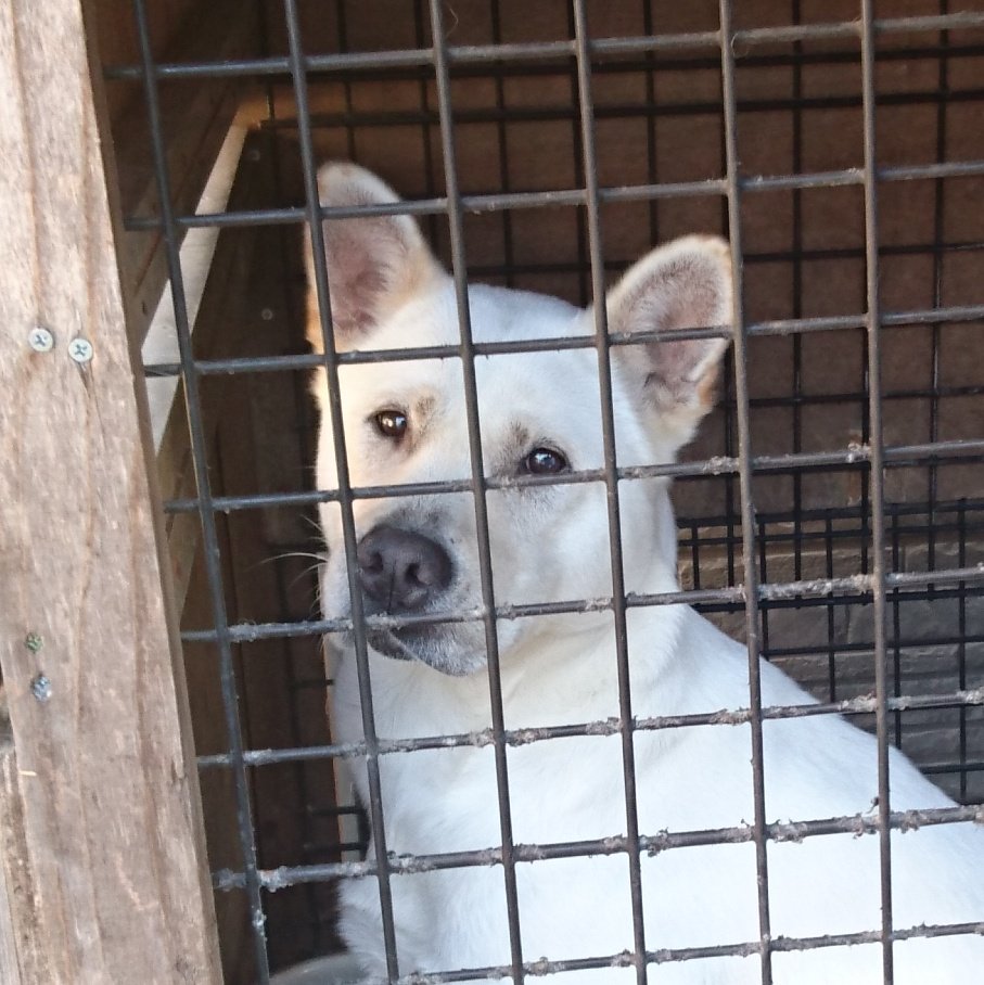 ジンベイ 花子を探しています 4 2 茨城県かすみがうら市から行方不明 紀州犬 メス ６歳 赤い首輪 白毛で耳のまわりが少し薄い茶色でおとなしい性格 警察 動物センター届出済 茨城 迷い犬 迷子犬 紀州犬 白い犬 赤い首輪 かすみがうら市